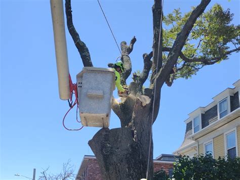 Tree Removal Services • D&L Tree Services