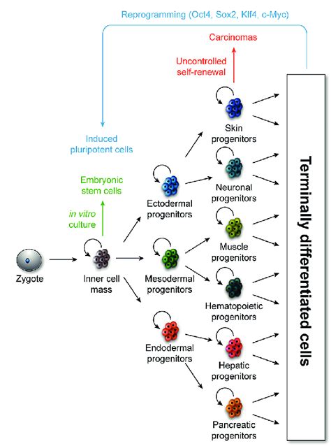 Progenitor Cell Self Renewal And Differentiation Contribute To Tissue