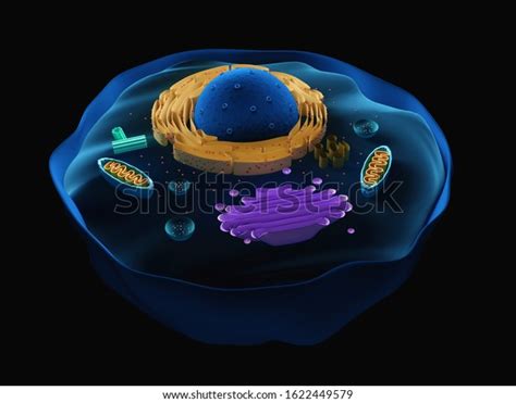 3d Illustration Eukaryotic Cell Ilustración De Stock 1622449579