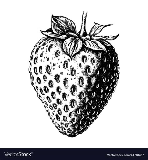 Hand Drawn Strawberry Isolated On White Royalty Free Vector