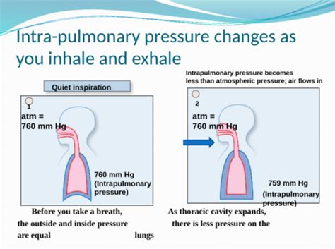 Respiratory Phys Ch Flashcards Quizlet