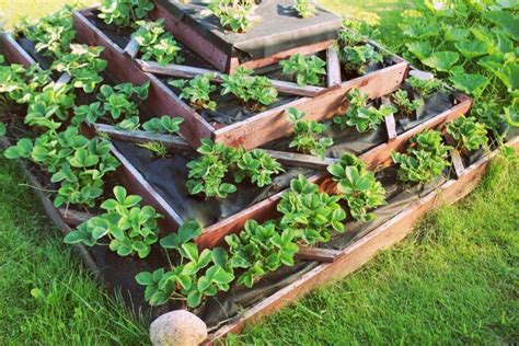 Erbeeren Pflanzen Wann Wie Und Wo Fruchtfolge U Mischkultur