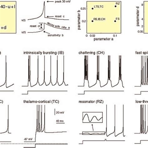 Known types of cortical neurons correspond to different values of the... | Download Scientific ...