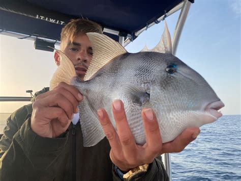 Galer A Profishing Alicante