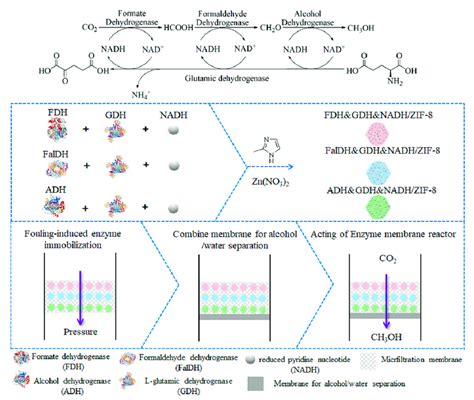 Ordered Co Immobilization Of A Multi Enzyme Cascade System With Enzymes