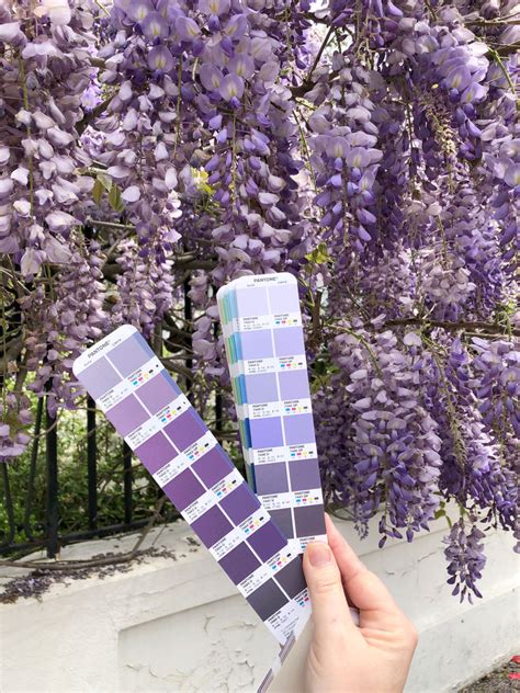 Color Wisteria Hysteria Erika Firm