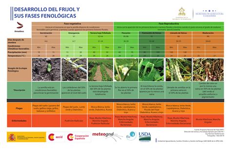 Desarrollo Del Frijol Y Sus Fases Amadeus