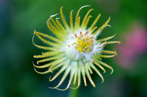 Imagen Gratis Hoja Macro Luz Naturaleza Flora Verano Flor