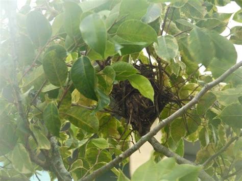 El Nido Del Colibrí Cabaiguán