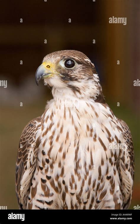 Peregrine Falcon Cross Hi Res Stock Photography And Images Alamy