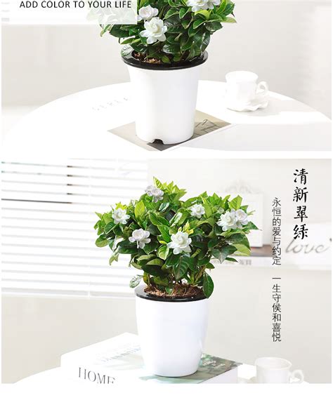 栀子花盆栽花卉植物室内带花苞阳台水培绿植浓香型大树苗四季好养 阿里巴巴