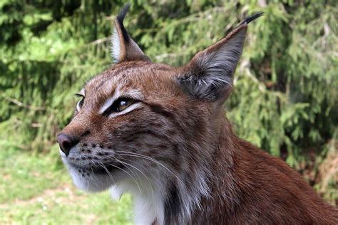 Eurasian Lynx Sweden | Eurasian lynx, Wild cats, Cats