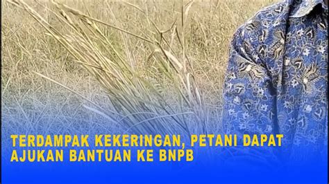 TERDAMPAK KEKERINGAN PETANI DAPAT AJUKAN BANTUAN KE BNPB YouTube