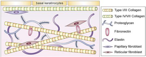 The Ultimate Guide to the Extracellular Matrix in Skin - SensiSkin