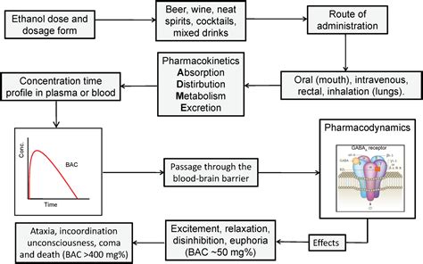 Alcohol Its Absorption Distribution Metabolism And Excretion In The