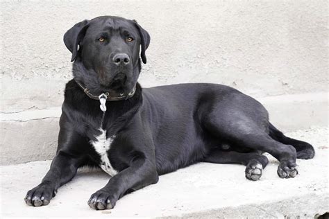 Black Labrador Retriever With White Chest