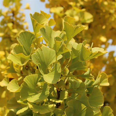 Kugel Ginkgo Mariken Ginkgo Biloba Mariken Zulauf Gartencenter