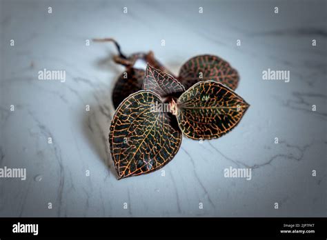 Anoectochilus Commonly Known As Jewel Orchid Or Openwork Orchid