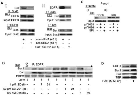 Co Immunoprecipitation With Immunoblotting Analysis Of The Effects Of