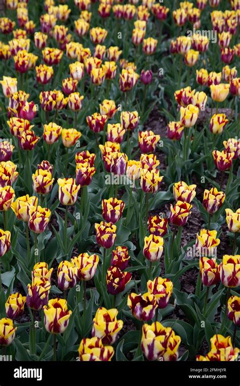 Display Of Rembrandt Tulips Tulip Helmar At Hampton Court Palace