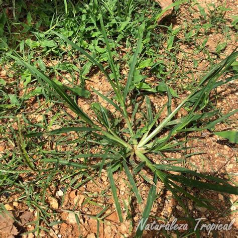 Una Maleza Medicinal Que Seguro Conoces Eleusine Indica