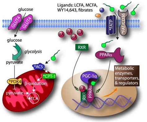 Regulation And Mechanism Of Ppar Mediated Transcription Ppar