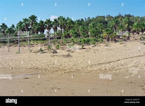 Palm trees at sandy beach Stock Photo - Alamy