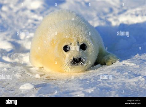 Harp Seal Or Saddleback Seal Pagophilus Groenlandicus Phoca Groenlandica Pup On Pack Ice