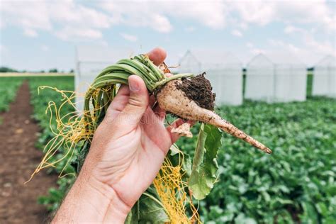 Agronomist Examining Sugar Beet Root Development In Front Of