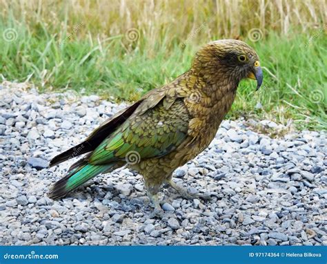 Kea Parrot Bird New Zealand Stock Photo Image Of Birds Alpine 97174364