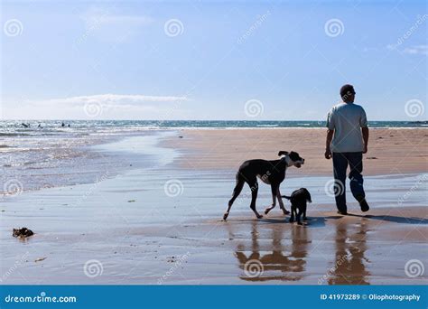 Man Walking His Dogs Stock Image Image Of Left England 41973289