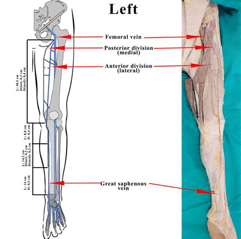 Great Saphenous Vein