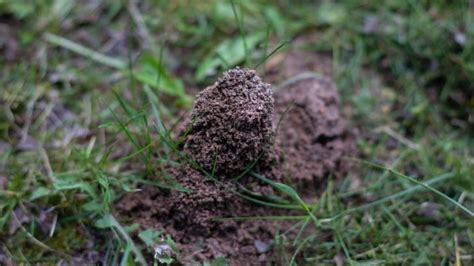 7 Ways To Get Rid Of Ant Hills In Your Garden That Actually Work