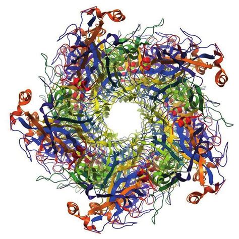 L1 capsomere of the human papilloma virus Source: Human Papillomavirus... | Download Scientific ...