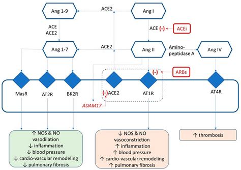 Renin Angiotensin Aldosterone System RAAS Components The Balance