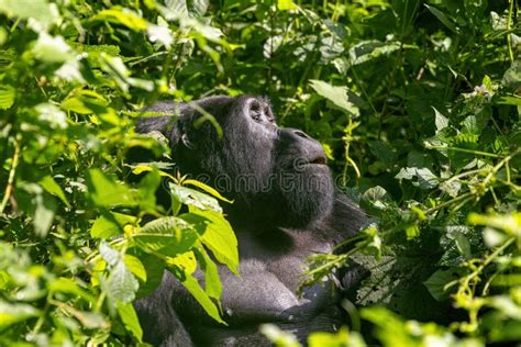 Adult Female Gorilla Gorilla Beringei Beringei Sitting In The Lush