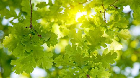 Eden Project On Twitter Oaks Arent Just Single Trees They Are