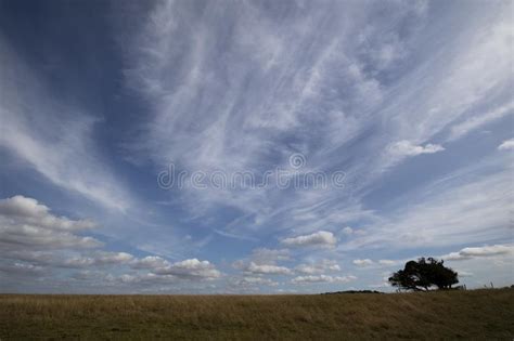 Rbol Impedido Azotado Por El Viento Silueteado Foto De Archivo