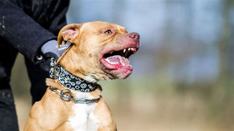 Pitbull Ataca Brutalmente A Una Beb De Un A O Estuvo A Punto De Morir