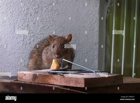 Brown Rat Near A Mousetrap Stock Photo Alamy