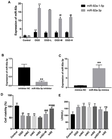 Alisol A Acetate Protects Against Brain Microvascular Endothelial