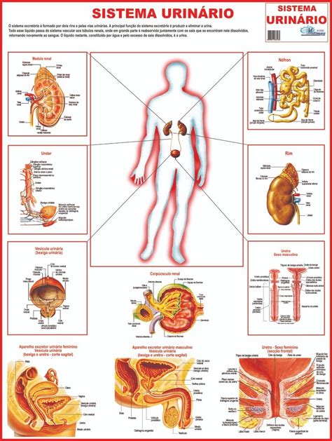 Mapa Mental Sobre O Corpo Humano Librain