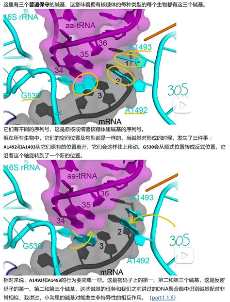 Mit 分子生物学 Part3 24 Ef Tu And Accommodation 哔哩哔哩