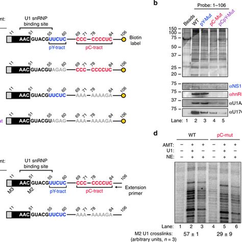 Expected Splicing Patterns Of E1a During Adenovirus Infection During