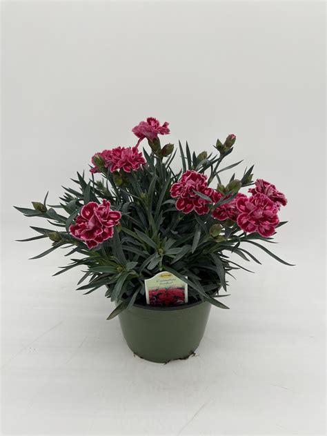Carnation Sunlet Nursery