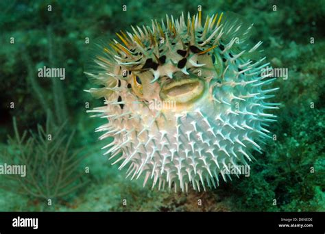 Porcospino Pesce Immagini E Fotografie Stock Ad Alta Risoluzione Alamy