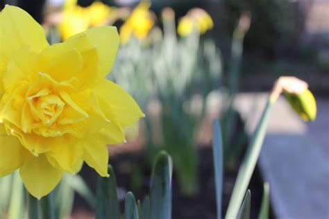 Daffodil Meaning & Symbolism: What Do These Sunny Flowers Mean?