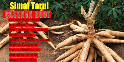 Simal Tarul Cassava Manihot Esculenta Benefits More