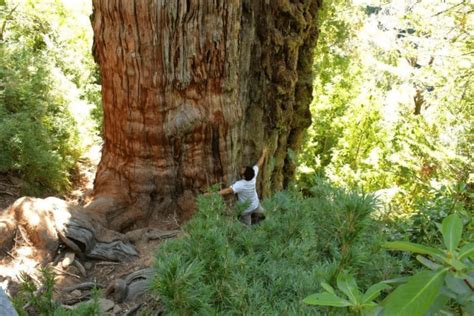 Worlds Oldest Tree Able To Reveal Planets Secrets Arabian