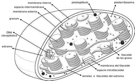 Blog De Biologia Cloroplastos Desenho Para Colorir E Imprimir The